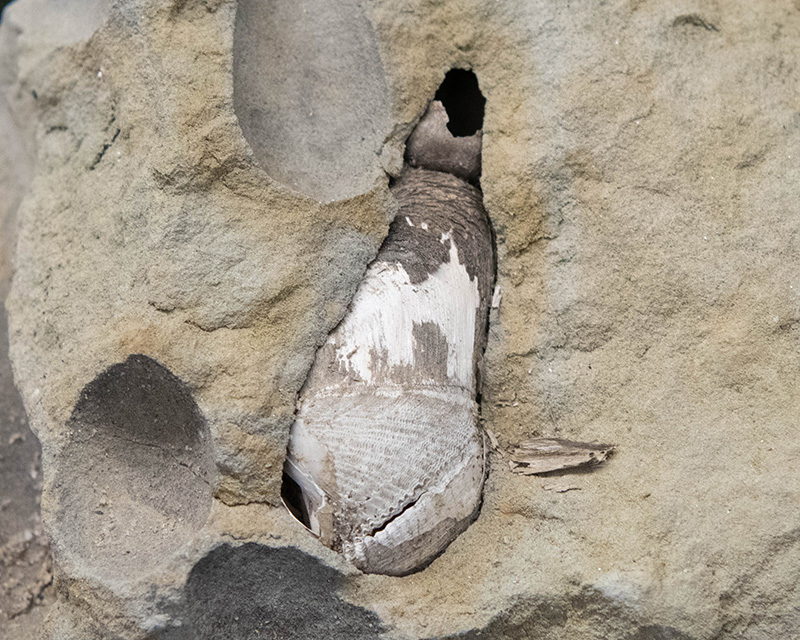 Piddock clam, wedged in its stony home.