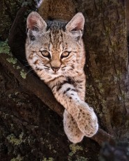 Bobcat Kittens Bobcat Kittens