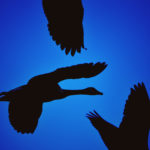 Black silhouettes of Canada geese are framed in a dark-blue sky. Photo by Scott Kozinchik, https://www.kozinchik.com/