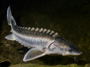 White sturgeon, swimming underwater