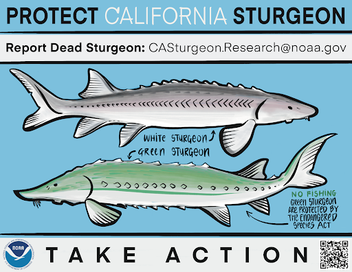 A NOAA infographic urges anglers to report dead sturgeon seen in California.