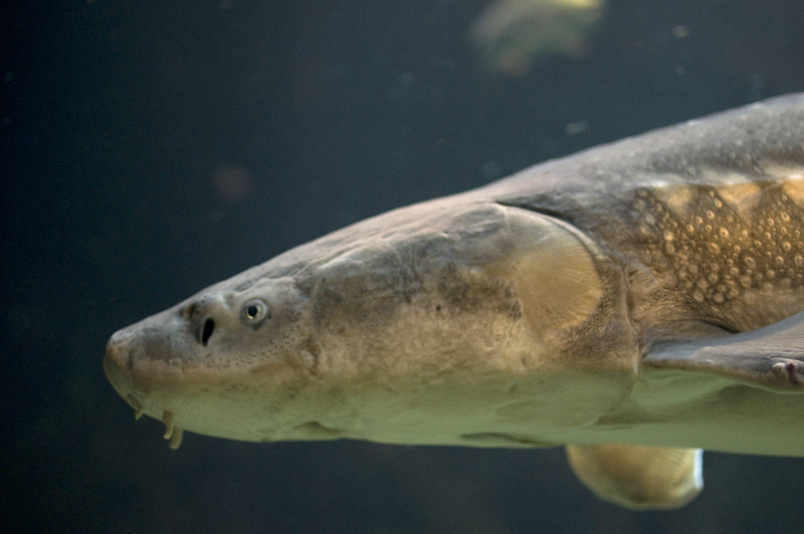 A white sturgeon with worn-down barbells—the whisker-like organs that dangle in front of its mouth. Sturgeon use barbells as well as external taste buds to detect morsels in the mudflats. (Photo by Andrea Shreier)