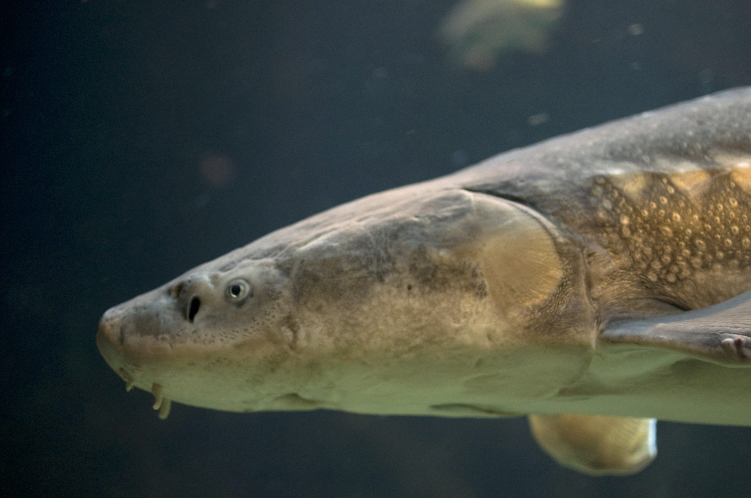 After 2022's Fatal Algal Bloom, Scientists Fear the Bay's Sturgeon