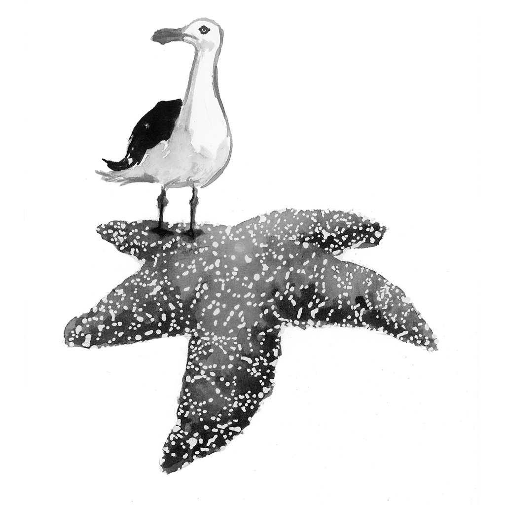 A gull with a sea star, illustrated by Kate Golden