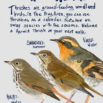 Thrushes are ground-feeding birds that you can use to mark the seasons.