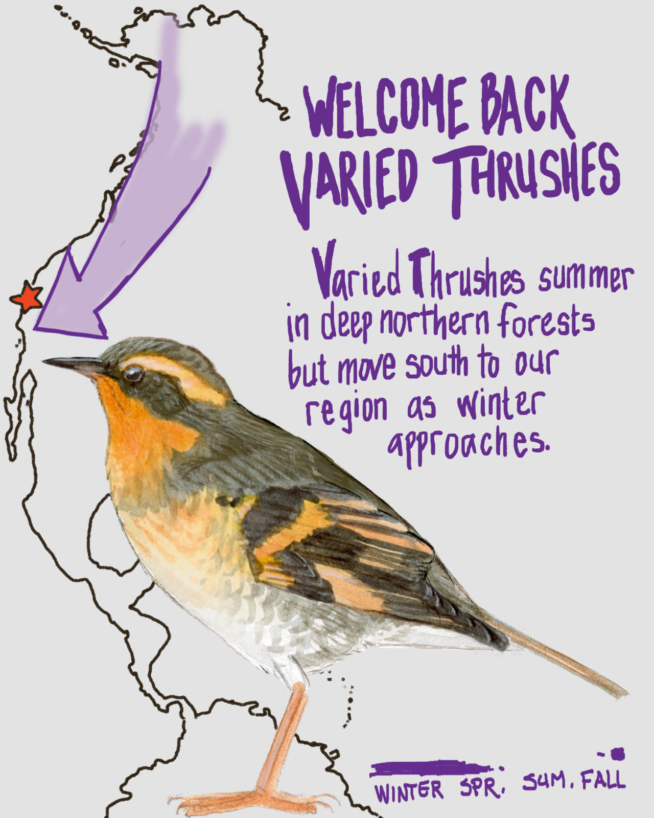 In the winter, we welcome back varied thrushes, which were summering in deep northern forests.