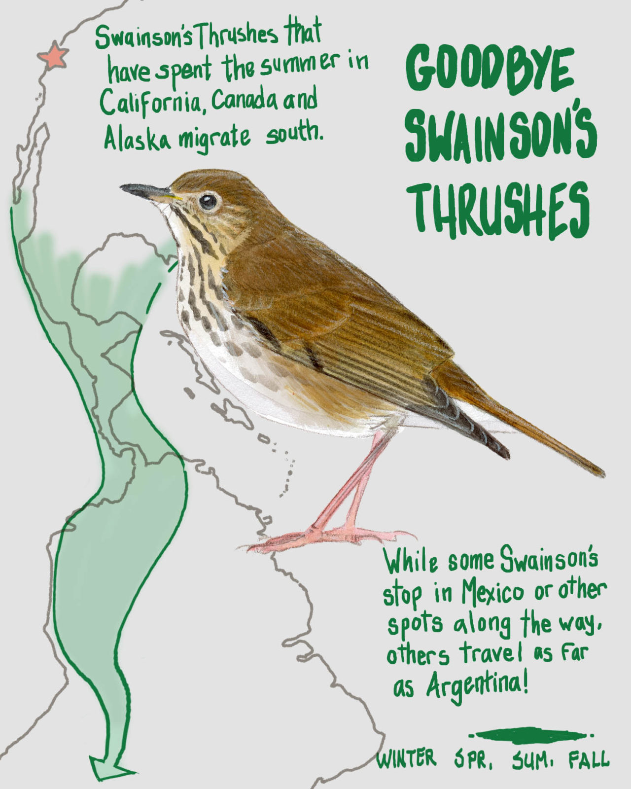 In winter we also say goodbye to Swainson's Thrushes, which are headed south to warmer climes.