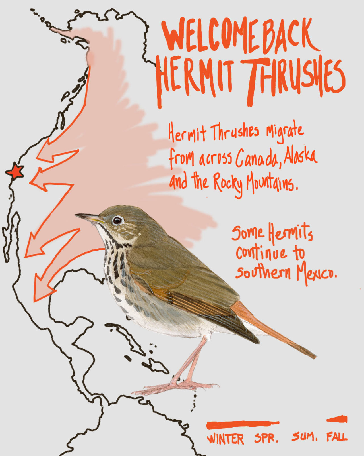 We also welcome back hermit thrushes, which fly our way from across Canada, Alaka and the Rocky Mountains. Some of them keep going down to Mexico.
