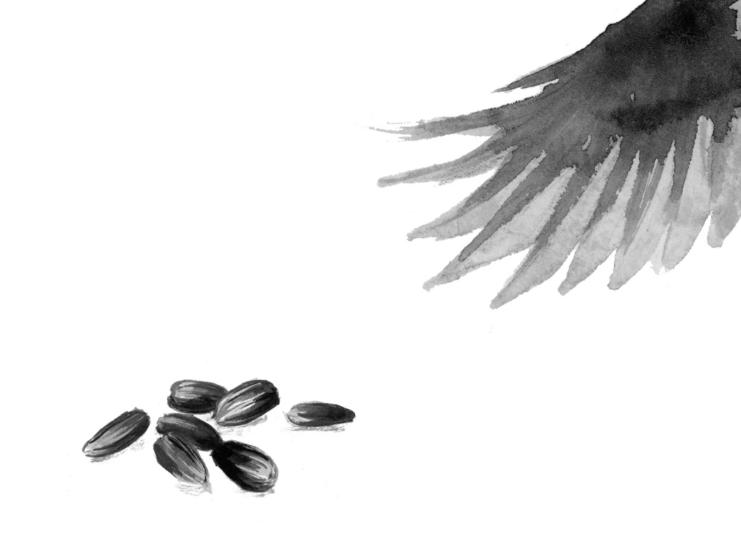Wingtip and sunflower seeds. Illustration by Kate Golden
