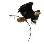 Bald eagle carrying stick