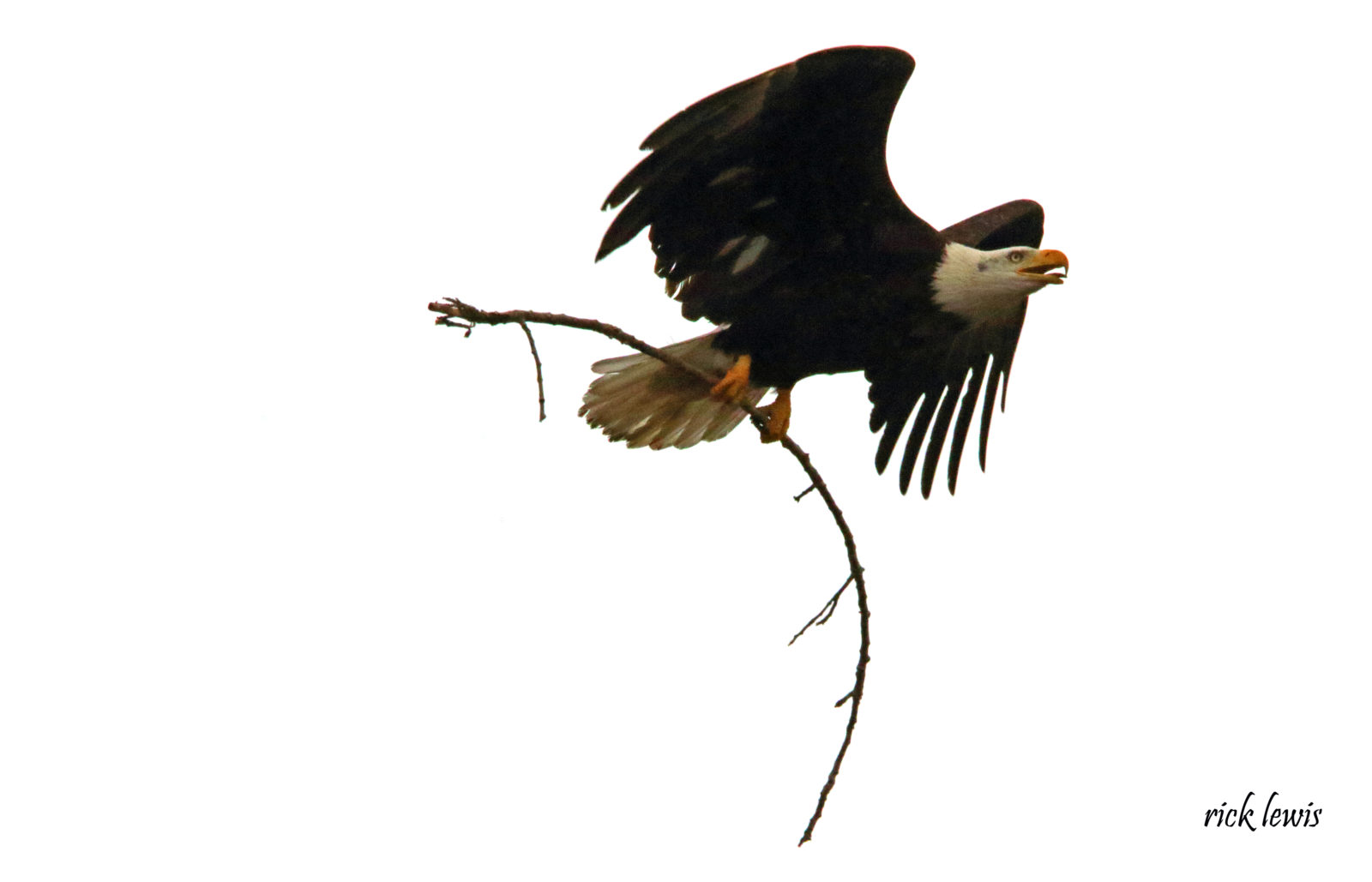 Bald eagle carrying stick