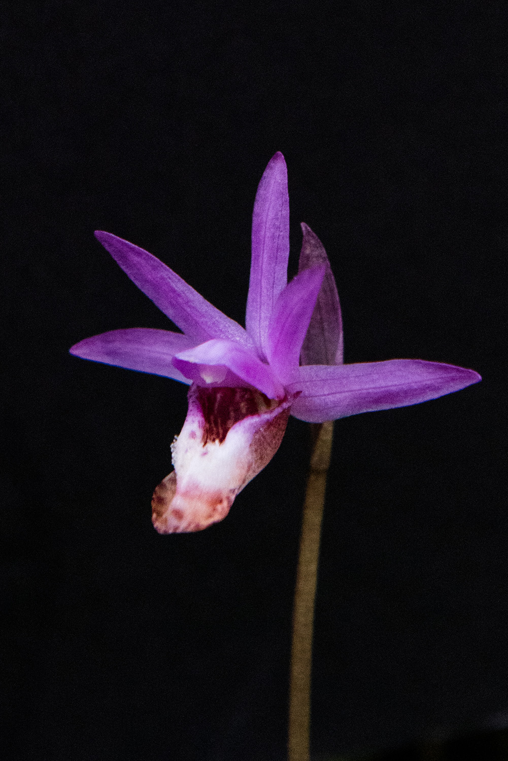 Calypso: an orchid that's brash yet secretive. Photo by Stephanie Penn.