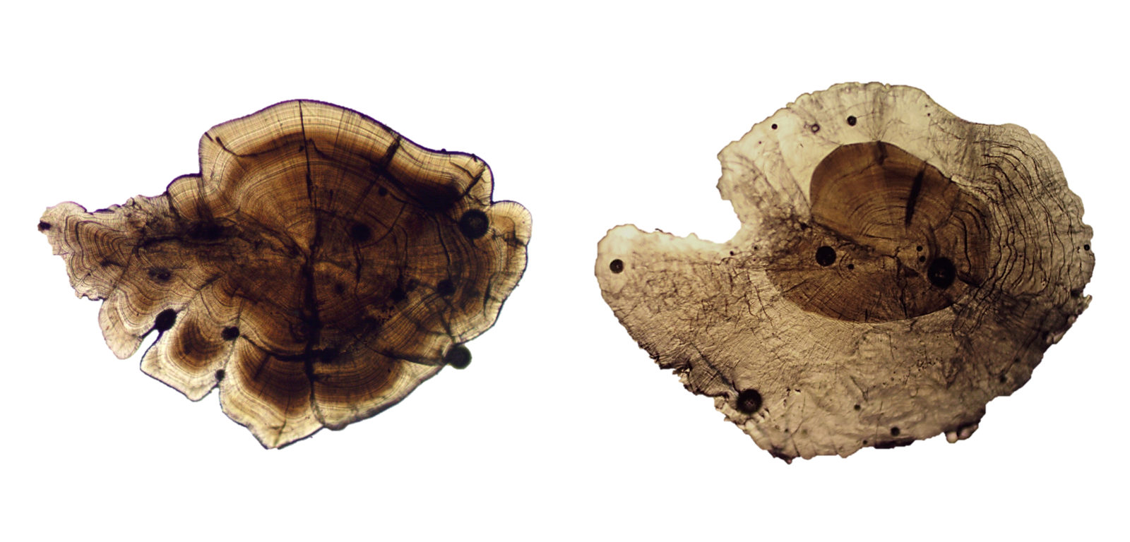 Left: A normal delta smelt ear bone, formed from aragonite, has concentric light and dark rings, like a tree core. A malformed otolith, on the right, has an outer layer of vaterite, which appears glassy and pale. (Photo courtesy of Levi Lewis)