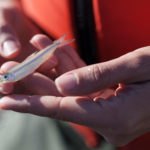 The delta smelt, once the most abundant fish in California’s San Francisco estuary, is now critically endangered. An experimental hatchery project aims to save the species. (Photo by Cavan Images/Alamy Stock Photo)