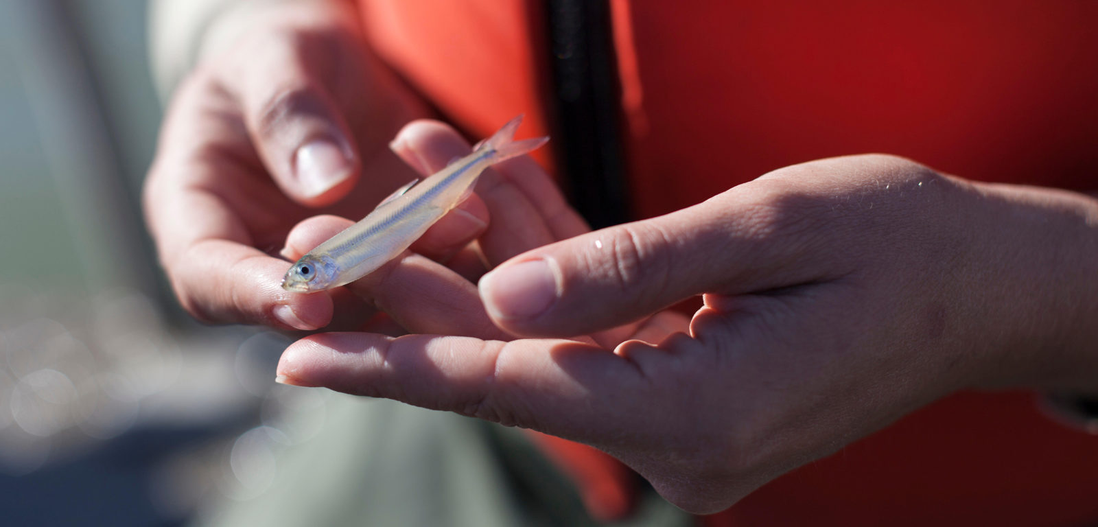 The delta smelt, once the most abundant fish in California’s San Francisco estuary, is now critically endangered. An experimental hatchery project aims to save the species. (Photo by Cavan Images/Alamy Stock Photo)
