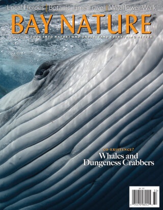 Humpback whale closeup on cover of Bay Nature