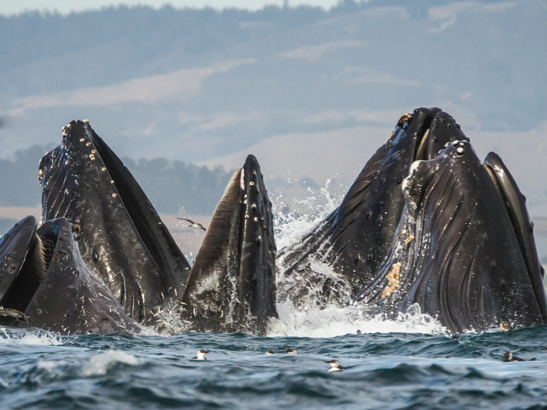 Video: Lose the Rope, Give Whales Hope