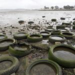 Dozens of tires litter the mouth of Rodeo Creek, on San Pablo Bay's south shore. These tires are a likely source of 6PPD-quinone, which is toxic to fish. (Photo by Kate Golden)