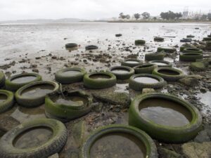 Dozens of tires litter the mouth of Rodeo Creek, on San Pablo Bay's south shore. These tires are a likely source of 6PPD-quinone, which is toxic to fish. (Photo by Kate Golden)