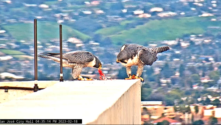 Shasta and Sequoia, the San Jose City Hall falcons, in happier times, Feb. 2023. (Screenshot from San Jose City Hall webcam)