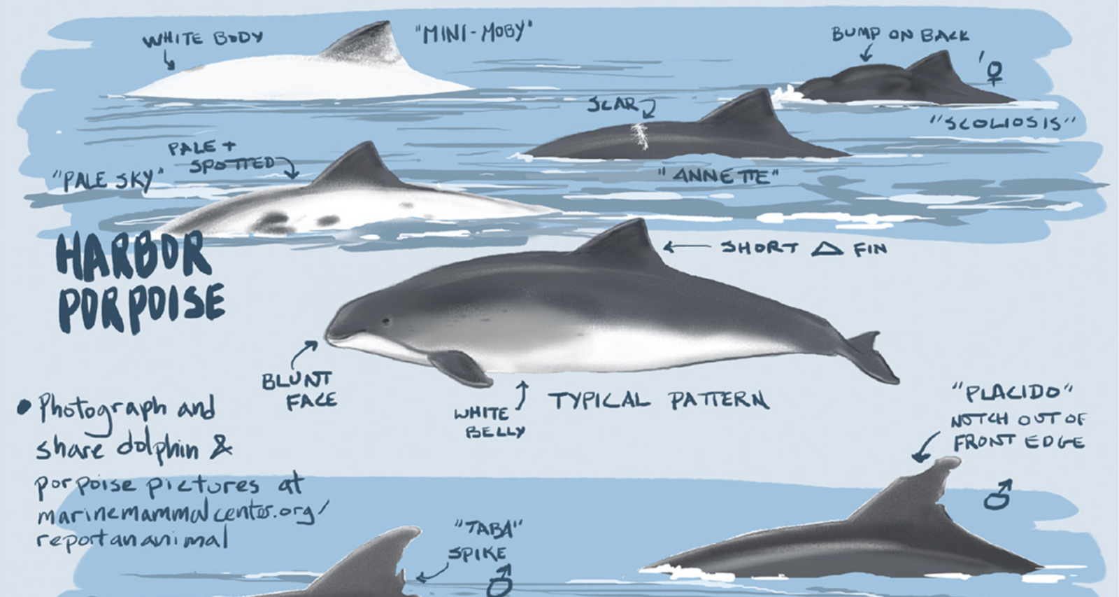 Crop of cetacean guide: whales, porpoises, dolphins.