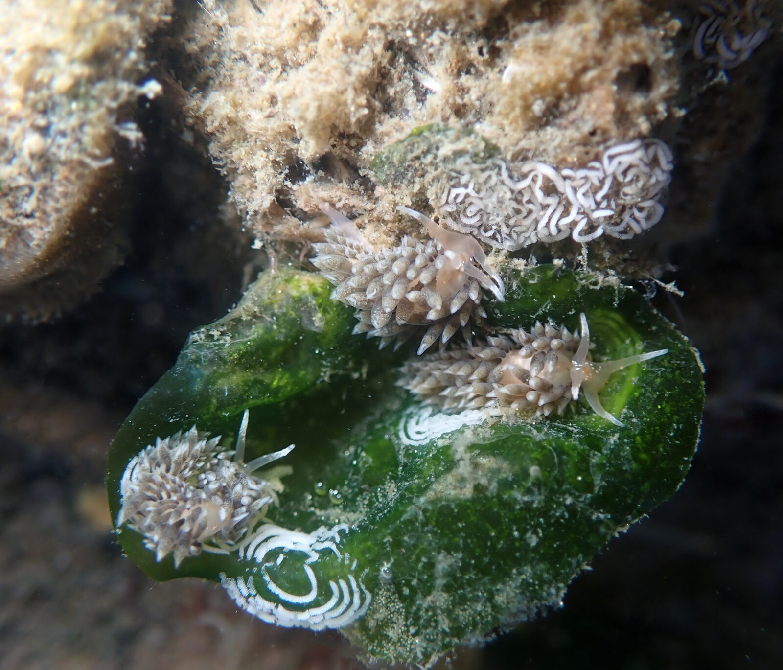Morro Bay nudibranchs lay eggs.
