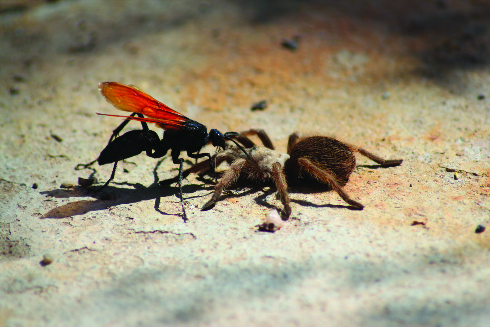 A tarantula hawk wasp duels with a tarantula. 
