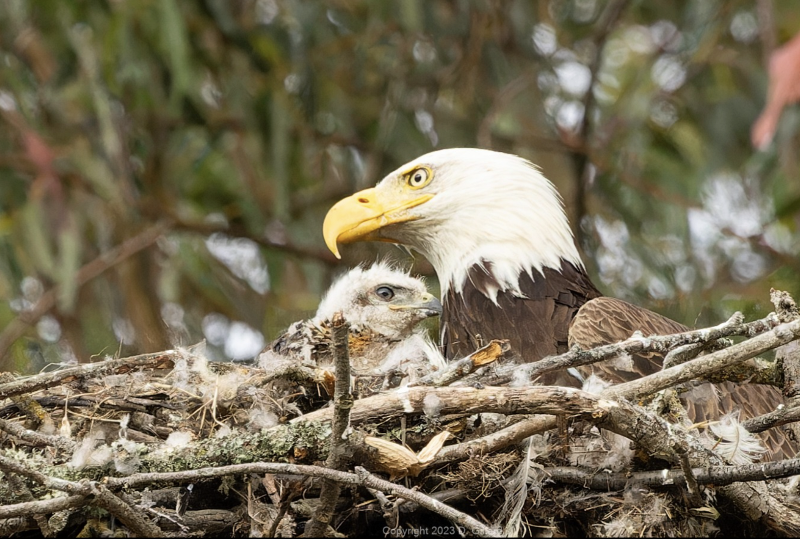 Adult eagle with hawk chick in nest.