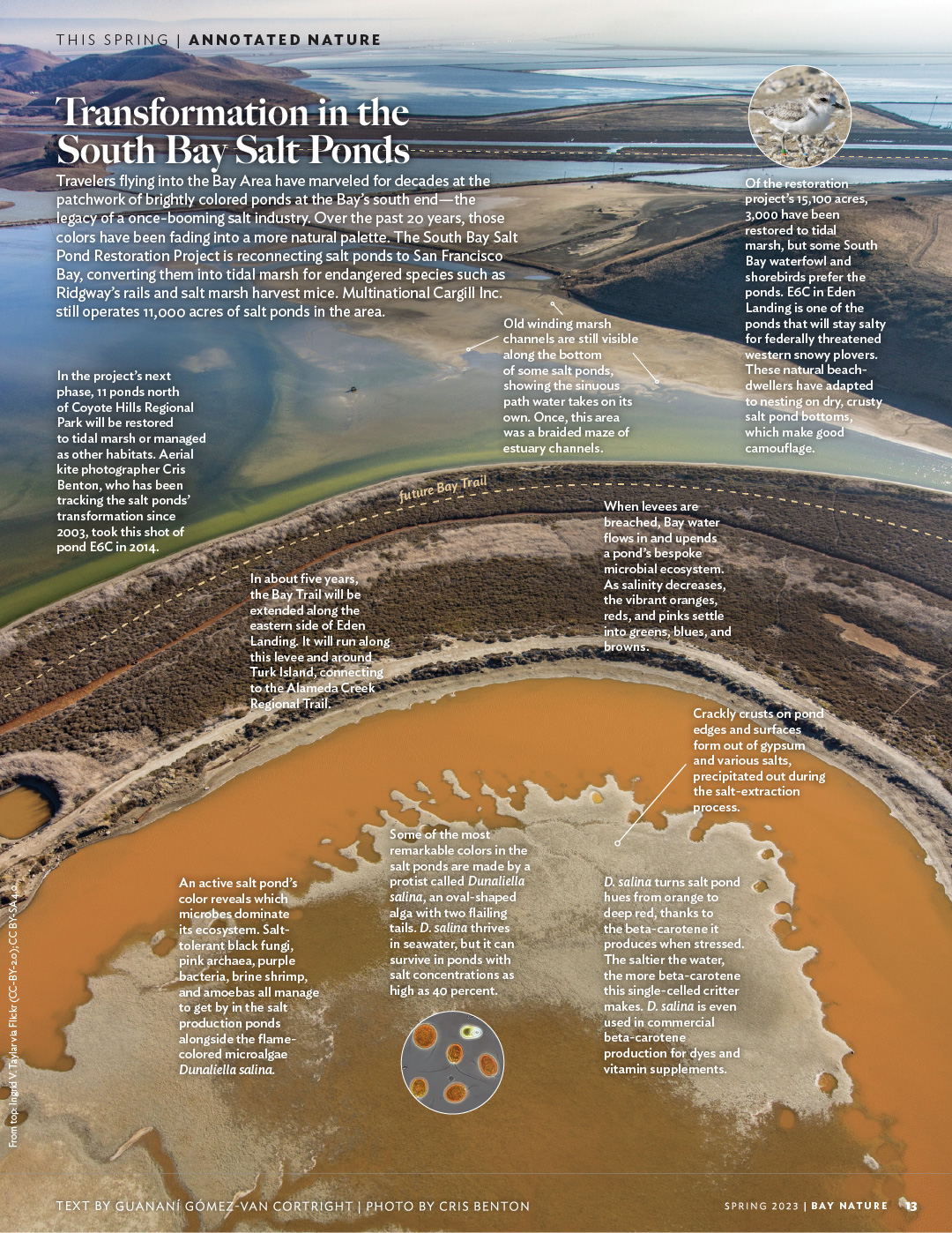 An aerial image of salt pond E6C by Cris Benton, annotated with information about the South Bay Salt Ponds, their brilliant colors, and their restoration.