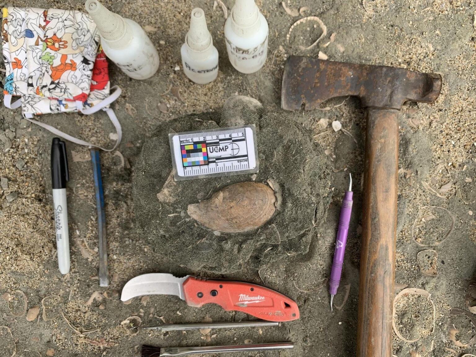 Time Traveling With Clam Fossils Bay Nature