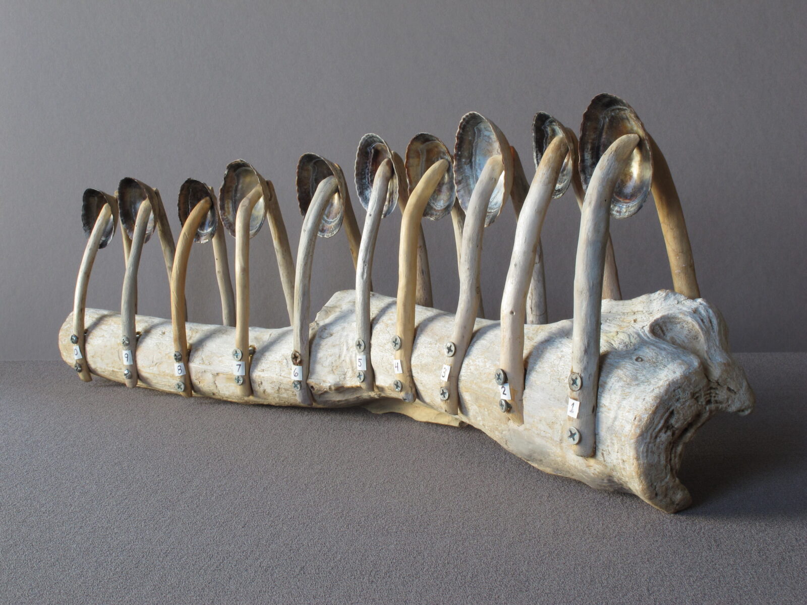A limpet shell spine instrument.