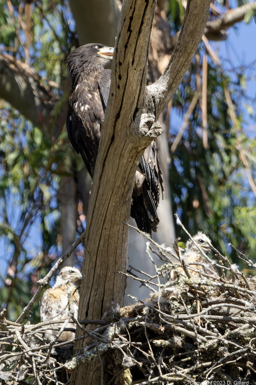 Eaglet and two young hawks. 