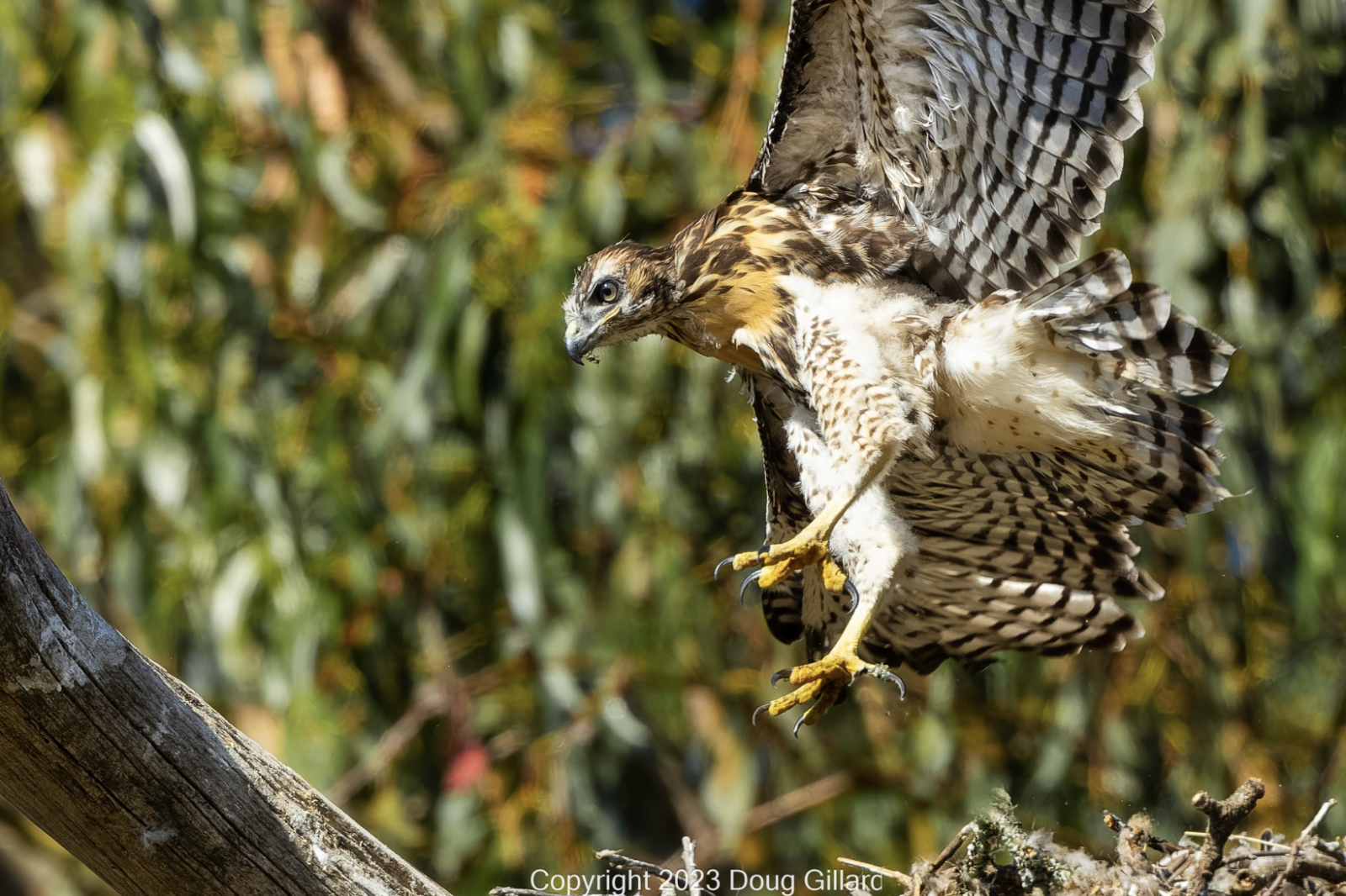 Hawk about to fledge. 