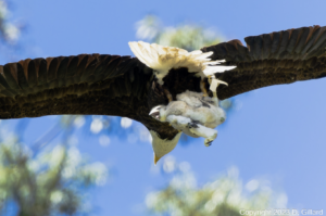 Eagle carrying a baby hawk.