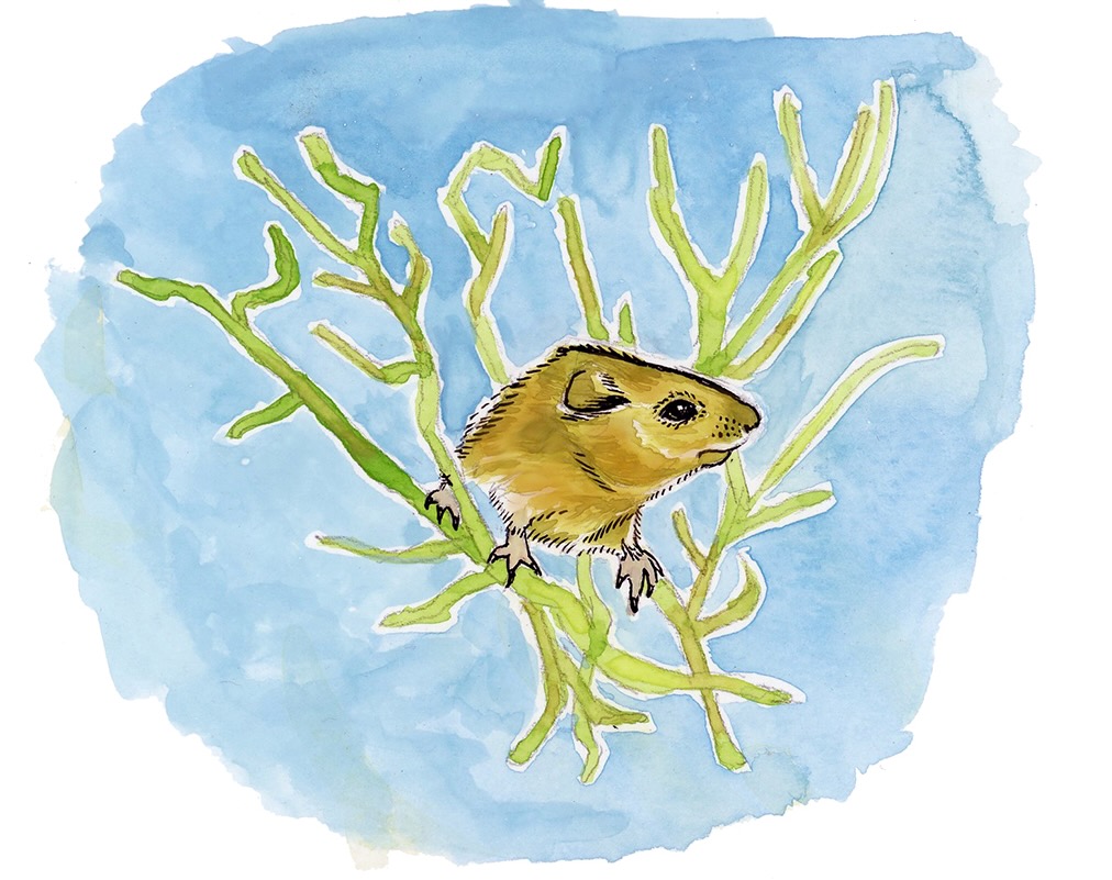 mouse in pickleweed illustration