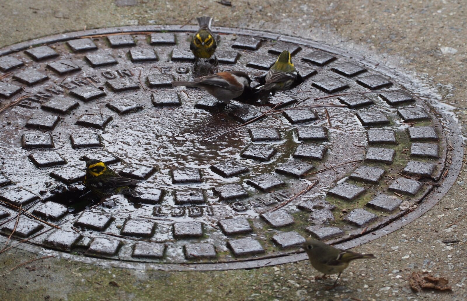 birds on manhole
