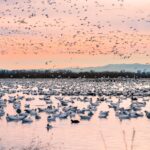 A huge flock of snow geese finds sanctuary at the Sacramento National Wildlife Refuge in the winter of 2017.