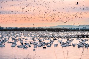 A huge flock of snow geese finds sanctuary at the Sacramento National Wildlife Refuge in the winter of 2017.
