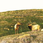 A pair of tule elk bulls on the hills of Máyyan ‘Ooyákma–Coyote Ridge Open Space Preserve.