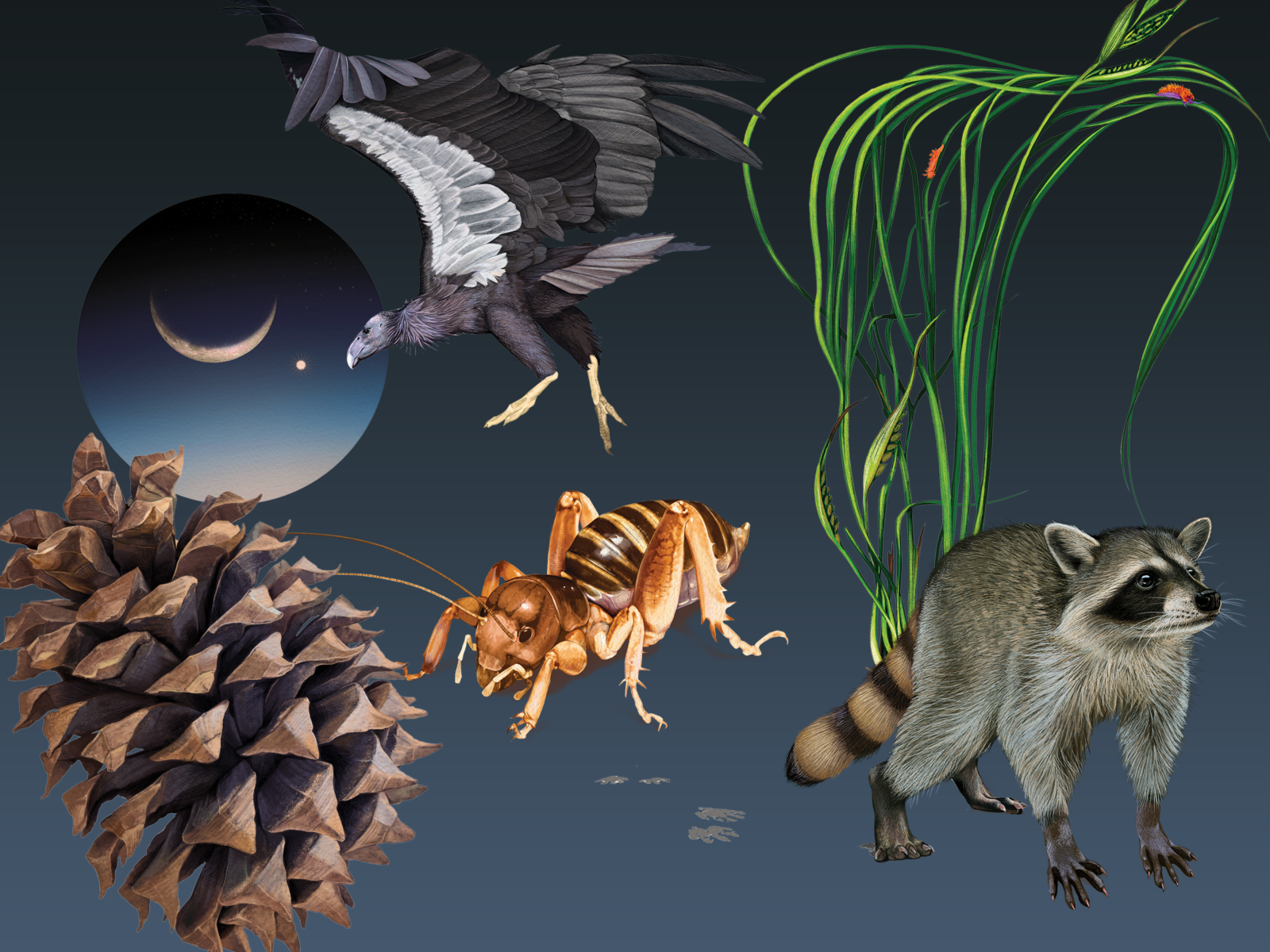 Bay Nature's Fall 2023 Almanac includes potato bugs, raccoons, pinecones and the night sky.