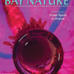 Fall 2023 Bay Nature Cover. Image by Rachael Karm