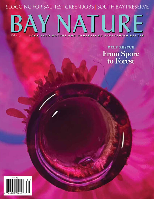 Fall 2023 Bay Nature Cover. Image by Rachael Karm