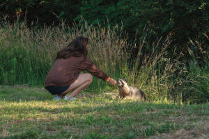 A woman feeds a raccoon.