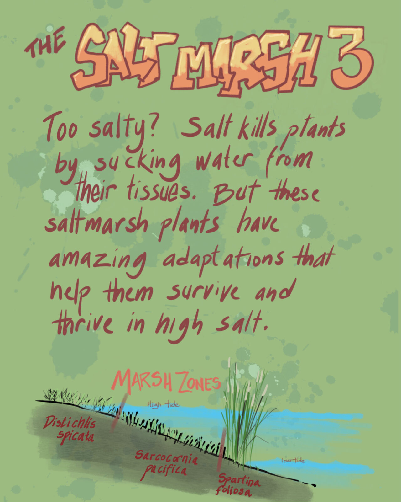 Meet the Salt Marsh 3: Too salty? Salt kills plants by sucking water from their tissues. But these plants have amazing adaptations that help them survive and thrive in high salt. 