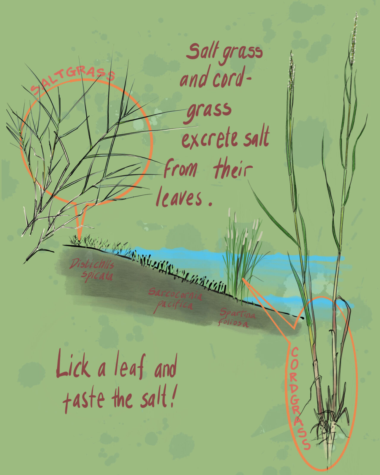 Salt grass and cordgrass excrete salt from their leaves. Lick a leaf and taste the salt!

