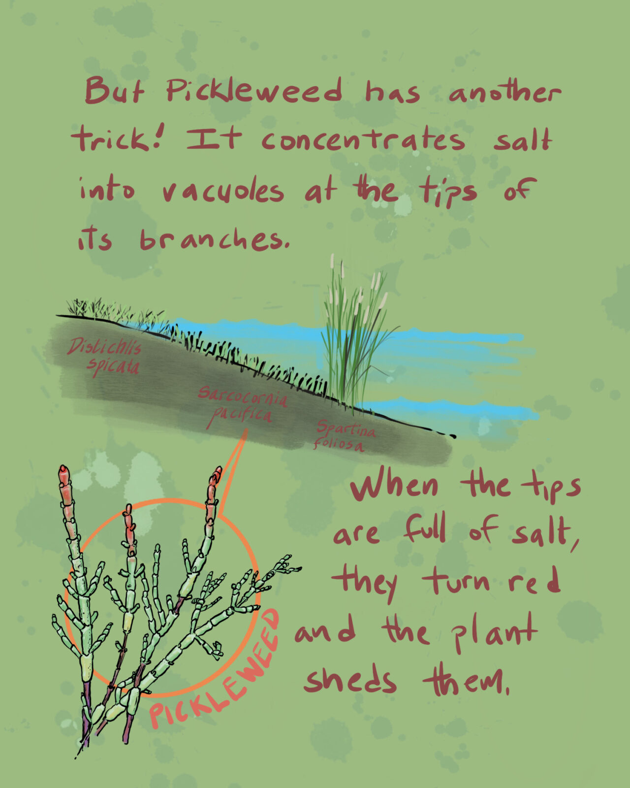 But pickleweed has another trick! It concentrates salt into vacuoles at the tips of its branches. When the tips are full of salt, they turn red and the plant sheds them.