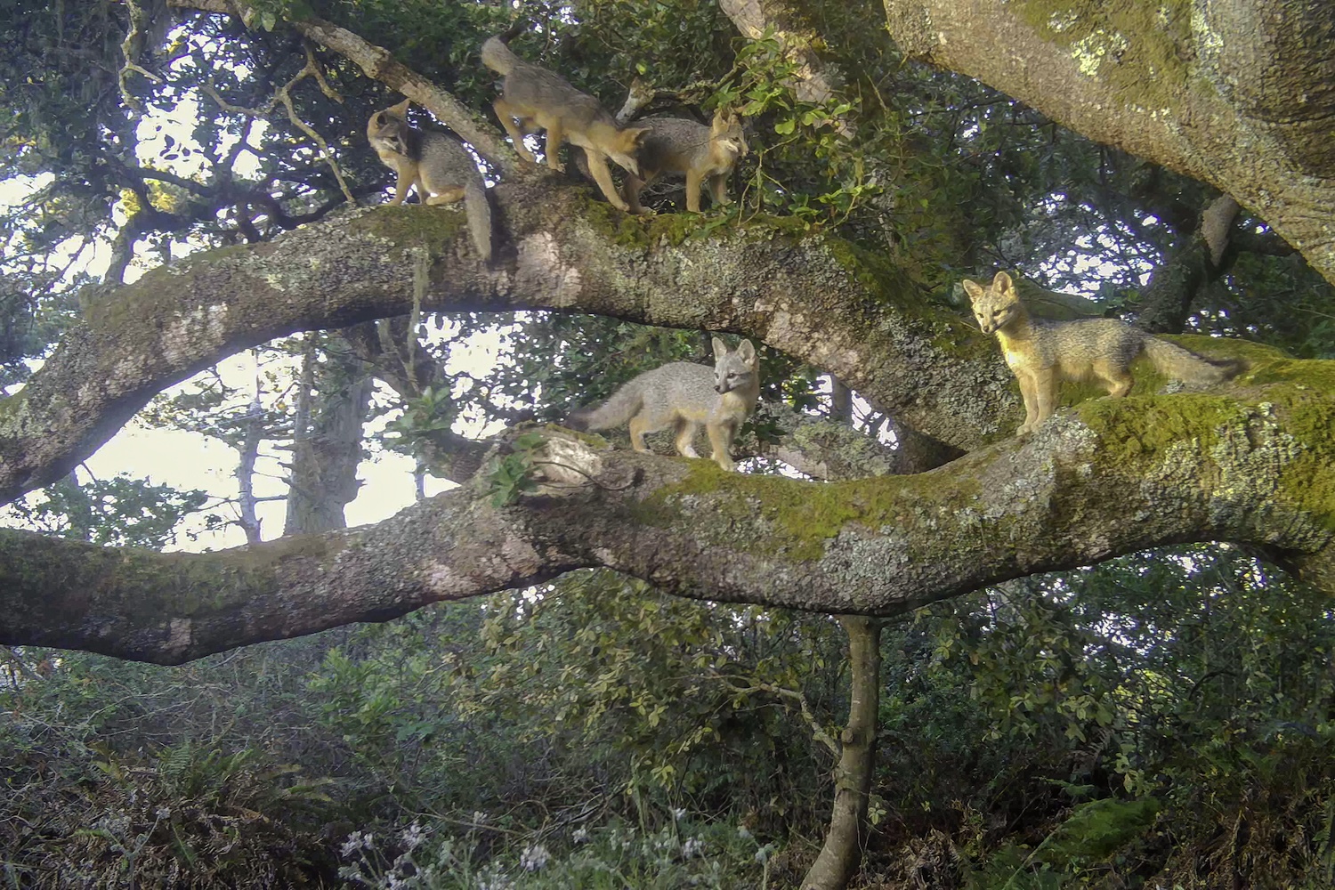 Daniel Dietrich Grey Fox in Tree Still