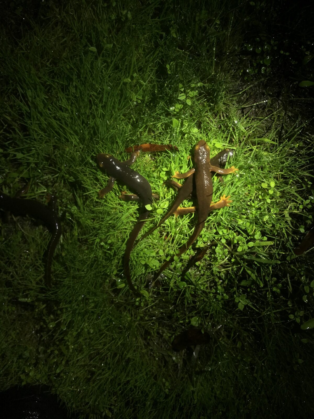 newts on grass at Chileno Valley Road