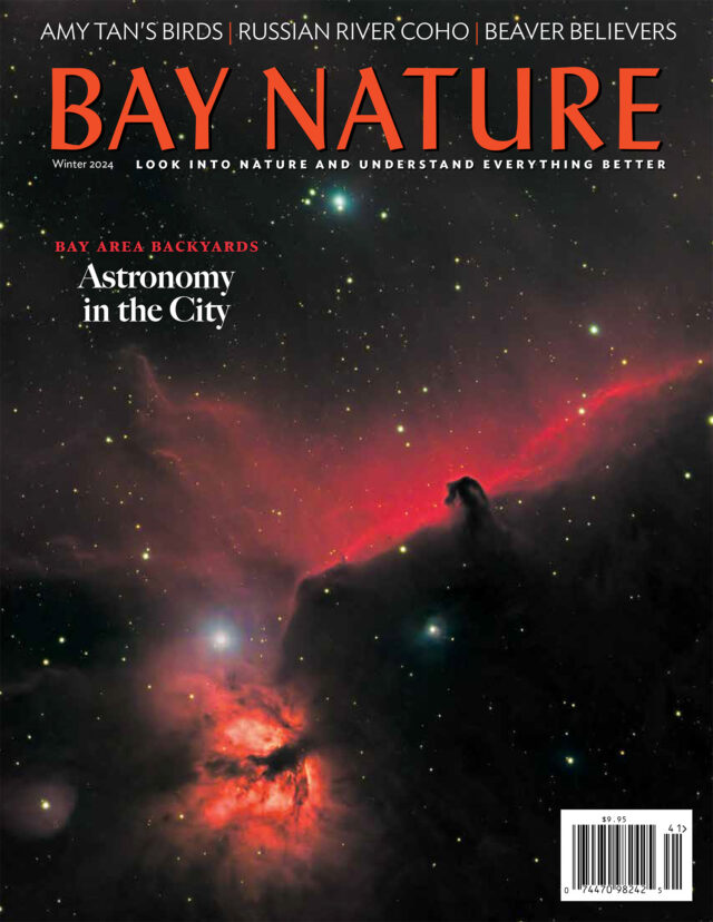 Winter 2024 Bay Nature cover. Image by Jeremy Miller