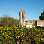 Oakland stump amid flowers - Florence Middleton